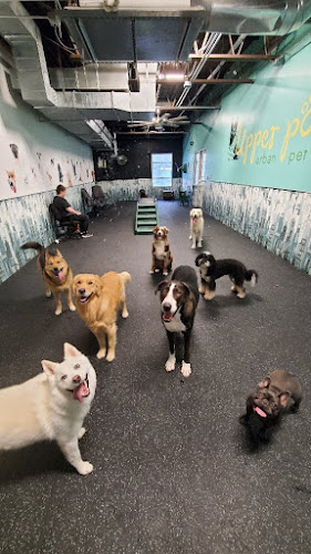 Upper Paw Urban Pet Resort