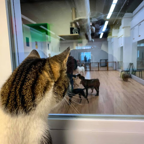 NYC Pet Services
