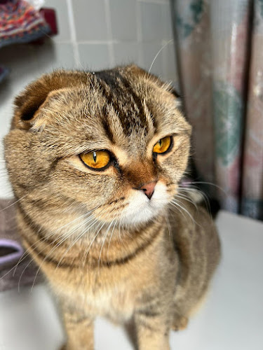 Magical Whiskers