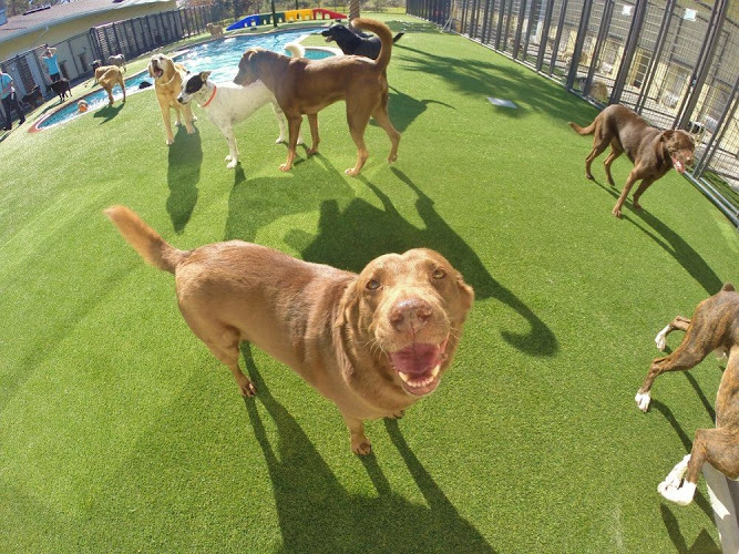 Pet Paradise Houston Hobby