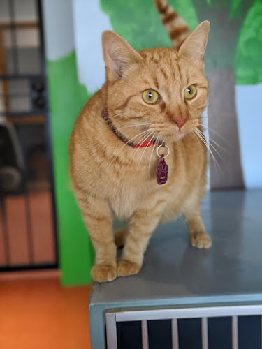 Pampered Pet Inn