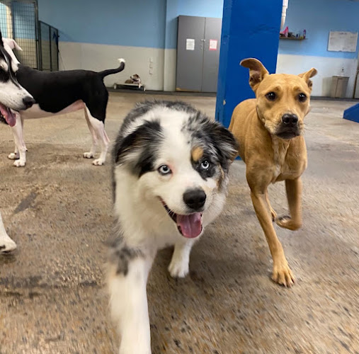 Midtown Pet Resort