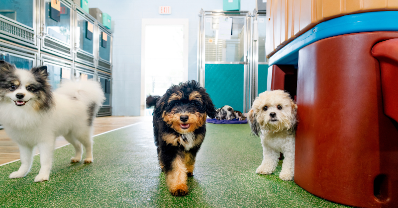 Pet Paradise Las Colinas