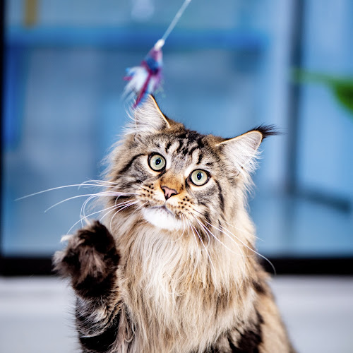 The Cat Connection