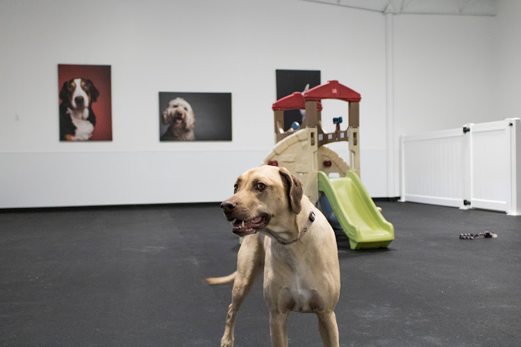 D Pet Hotels Austin