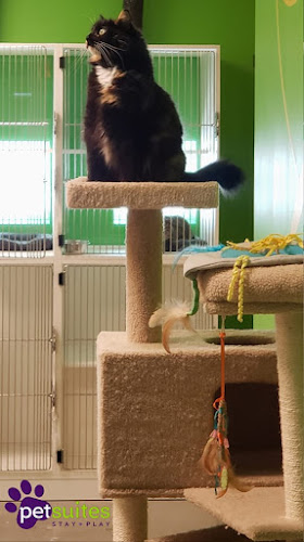 PetSuites Cypress